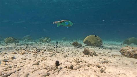 Models replicate a Trumpetfish [IMAGE] | EurekAlert! Science News Releases