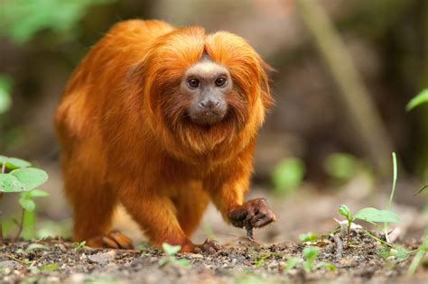 The beautiful golden lion tamarin lives in Brazil’s Atlantic Coastal Forest. Over 85% of this ...