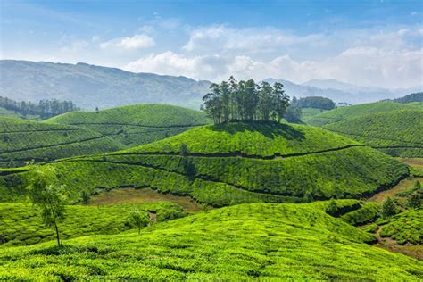 Munnar Tea Plantations - Kerala - India