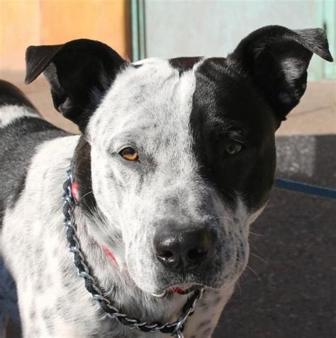 Pitbull Terrier Blue Heeler Mix