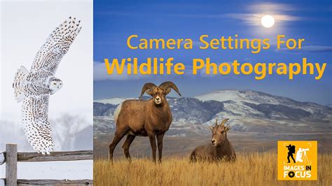 Camera Settings for Wildlife Photography : Action Photo Tours