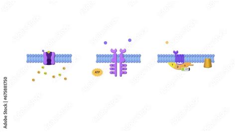 drug receptors, ligand, g-protein receptor, effector protein, enzyme linked receptor, ligand ...