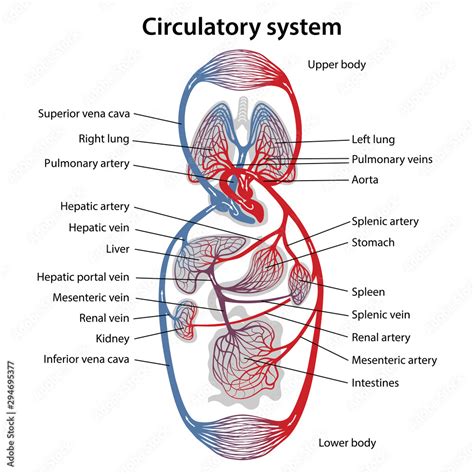 Human circulatory system. Diagram of circulatory system with main parts labeled. Vector ...