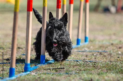 Dog in agility competition set up in green grassy park Stock Photo | Adobe Stock