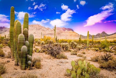 AdaCrazy 8x6.5ft Désert l'Arizona Scenic Vinyle Photographie Fond ...