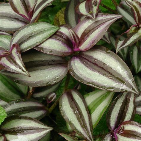 Purple Wandering Jew