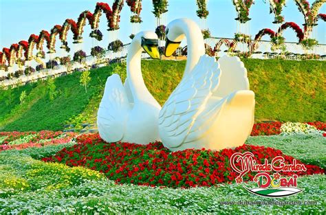 Dubai Miracle Garden: The World's Biggest Natural Flower Garden With ...