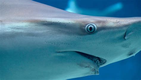 Shark Week Fun – Shark Eyes | The Optical Journal