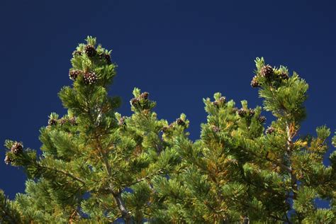 Press Resources: Whitebark Pine Seeds Story 6/10 | Harvard Forest