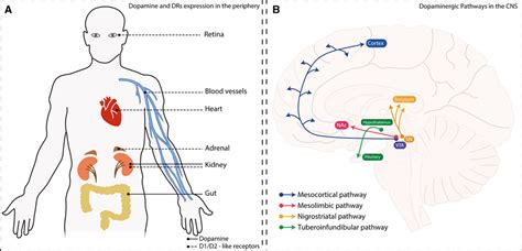 Distribution of dopamine, dopamine receptors, and dopaminergic pathways... | Download Scientific ...