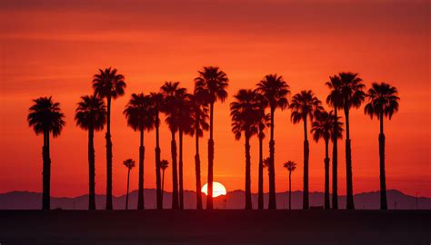 dramatic palm tree silhouette of desert sunset Generative AI 32174056 ...