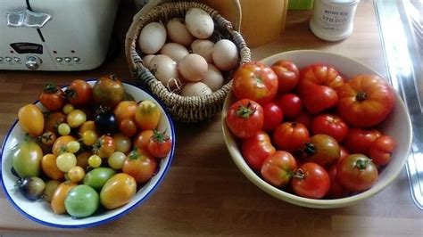 tomato harvest 2020 – Groceries from the Garden