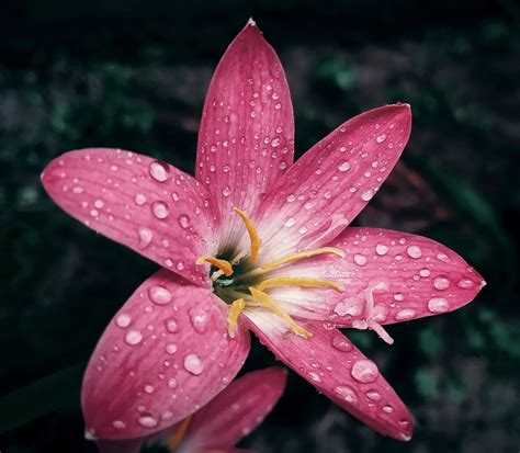 Dew drops on a flower - PixaHive