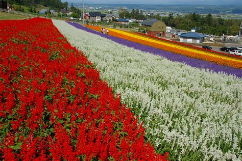 File:Nakafurano town ownership lavender garden.JPG - Wikimedia Commons