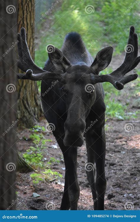 Young Moose with a Rack of Antlers in Maine Stock Photo - Image of moose, nature: 109485274