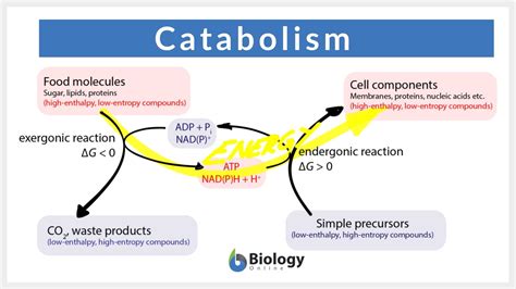 Catabolism Definition and Examples - Biology Online Dictionary