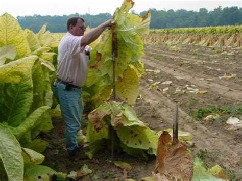 Harvest Management | Burley Tobacco Extension