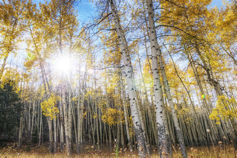 アスペンの木 Aspen Trees | 2010月10月17日、アメリカ合衆国コロラド州ロッキーマウンテン国立公園の黄… | Flickr