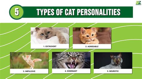 Understanding Your Cat: 5 Types of Cats Personalities - A-Z Animals