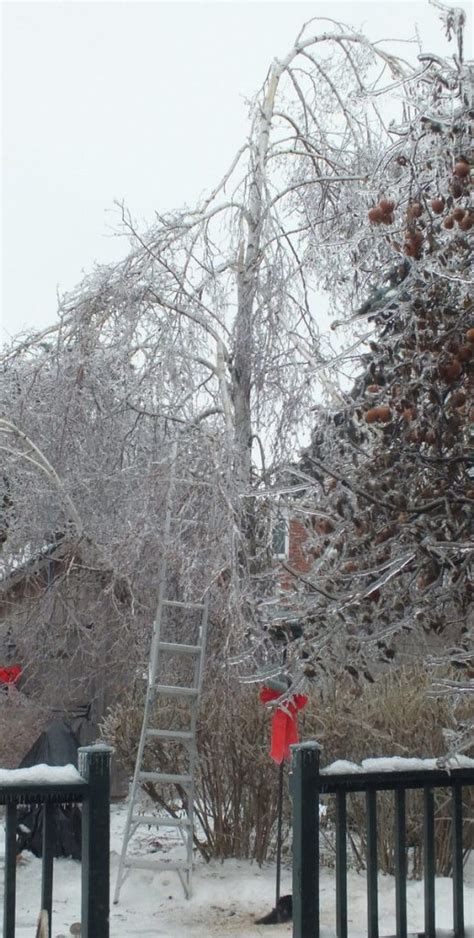 Ice Storm Toronto 2013