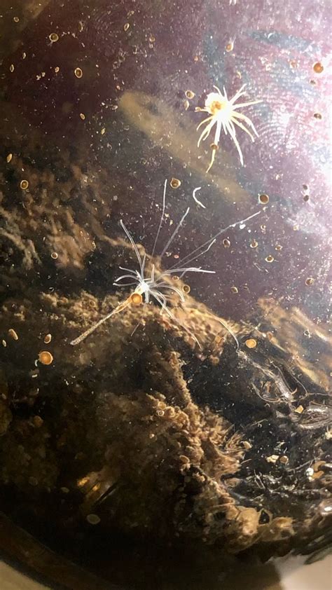 Can anyone help me identify these two creatures? (more details below ...