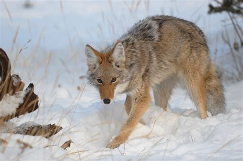 Coyote (Canis latrans) · iNaturalist NZ