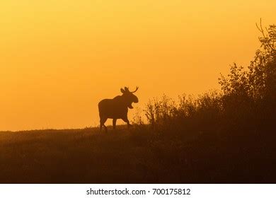 Bull Moose Silhouette Against Light Dawn Stock Photo 700175812 | Shutterstock