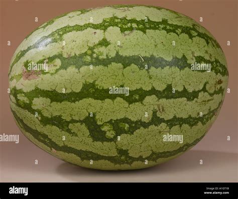 Watermelon fruit One full uncut oval shaped piece of fruit Stock Photo: 3348506 - Alamy