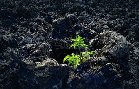 火山岩中的生命高清图片下载-正版图片501228992-摄图网