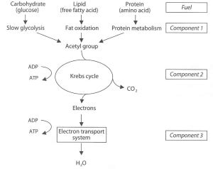 Phosphocreatine System