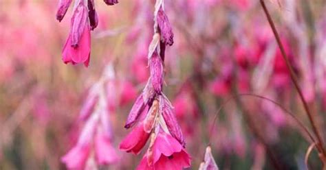 Dierama pulcherrimum - gardenersworld.com