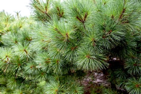 How to Grow and Care for Eastern White Pine