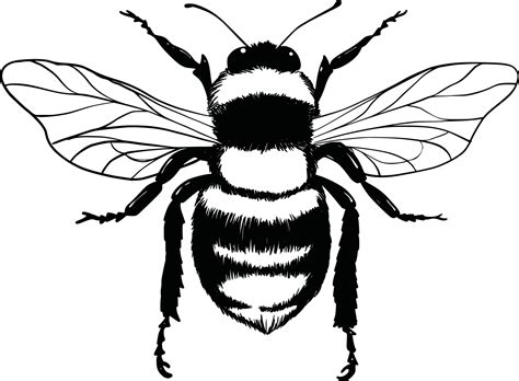 Bumble Bee Insect Drawings