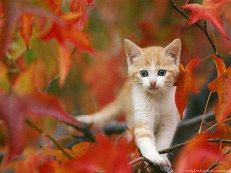 Animated Cat Desktop Wallpapers - Top Free Animated Cat Desktop ...