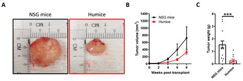 Cancers | Free Full-Text | Establishment and Characterization of Humanized Mouse NPC-PDX Model ...