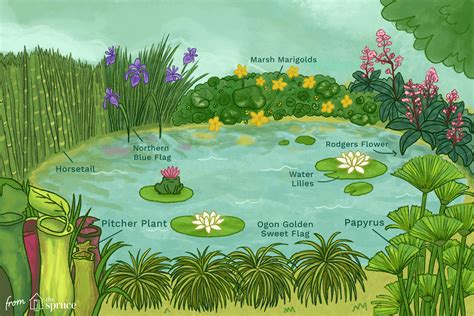 Great Plants for Small Backyard Ponds