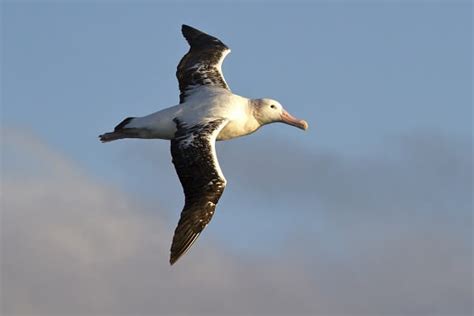 Wandering Albatross - Facts and Beyond | Biology Dictionary