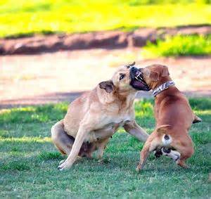 Penal Code 597.5 PC - Dog Fighting Laws in California