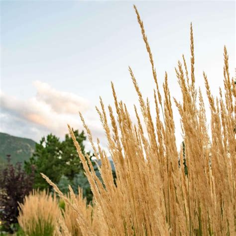 Foerster's Feather Reed Grass | Plants Express