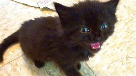 black kitten for sale | in Gorseinon, Swansea | Gumtree