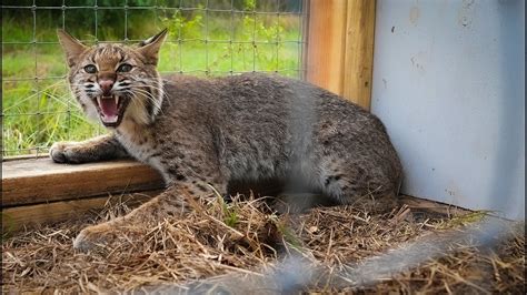 Trapping WILD BOBCAT in HOME MADE trap! Catch Clean Cook Cast Iron Bobcat Loin