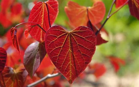 10 Trees With Heart-Shaped Leaves