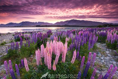 Lake Tekapo Lupins Sunrise New Zealand | Kiwiblog