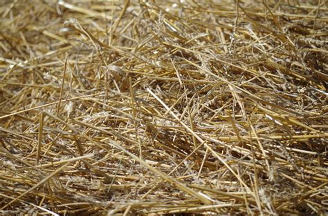 Free Images : branch, plant, hay, lawn, dry, crop, soil, agriculture ...