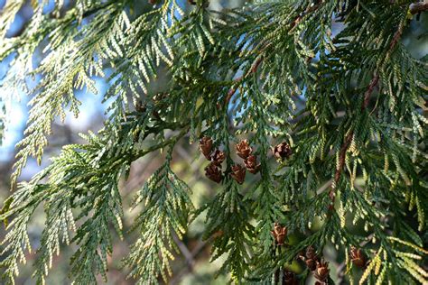 Emerald Green Arborvitae Tree: Plant Care & Growing Guide