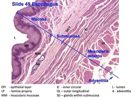 8 best Histology - Esophagus images on Pinterest | Layers, Graduate ...