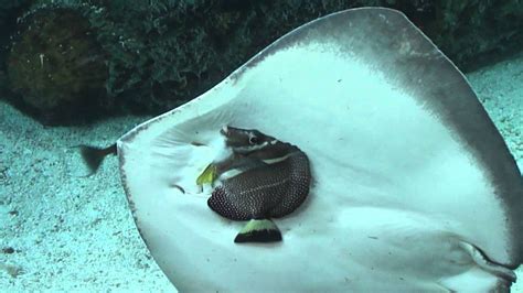 Stingray tries to eat a fish at the Aquarium of the Pacific - YouTube