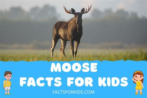 15 Moose Facts for Kids to Amaze Your Friends – Facts For Kids