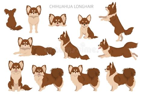 Chihuahua Colors Stock Illustrations – 671 Chihuahua Colors Stock Illustrations, Vectors ...