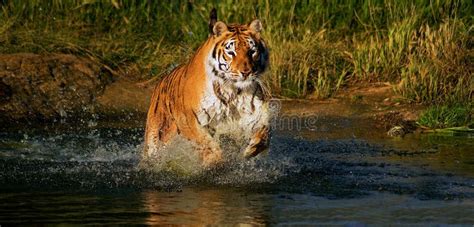 Running Tiger stock photo. Image of water, predator, stripey - 35350568